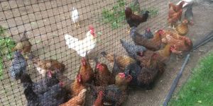 Poultry Hens