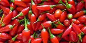 Fresh Red Chilli