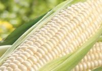 White Maize
