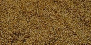 Yellow Millet