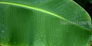 Banana Leaf