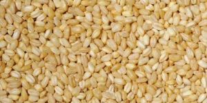 Bulgur Wheat Seeds