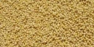 Millet Seeds