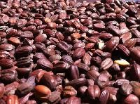 Jojoba Seeds