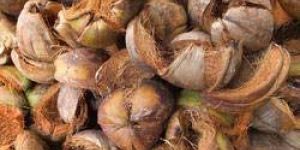 Coconut  Husk