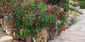 Euphorbia Milii Indoor Plants