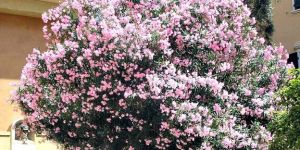 Nerium Oleander Shrub Plants