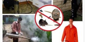 Pest Control Services