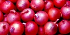 Export Quality Fine Onion
