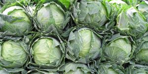 Fresh Cabbage