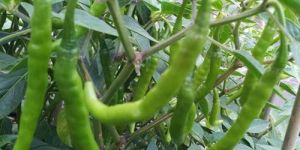 Green Chilli