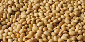 Soybean Seeds