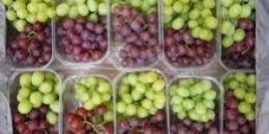 Fresh Grapes
