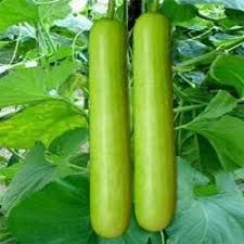 Fresh Bottle Gourd