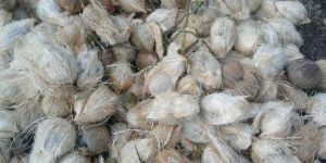 Fresh Green Coconuts