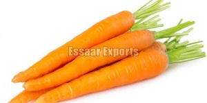Fresh Carrot