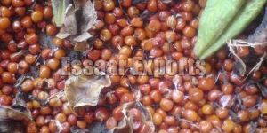 Gloriosa Superba Seeds