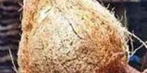 Semi Husked Coconuts