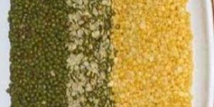 Indian Pulses