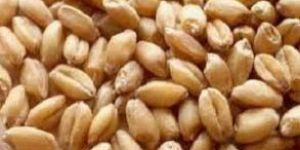 Wheat Seeds