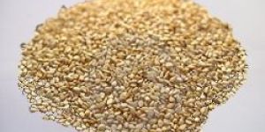 Sesame Seeds