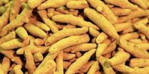 Turmeric Finger