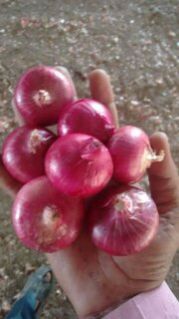 Fresh Red Onion