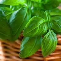 Basil