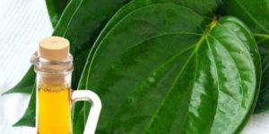 Betel Leaf Oil