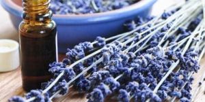 Lavender Oil