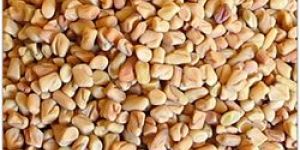 Fenugreek