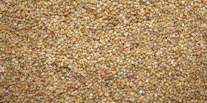 Millet Seeds