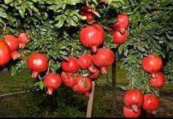 Fresh Pomegranate