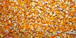 Maize Seeds