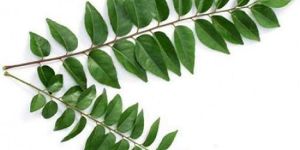 Fresh Curry Leaves
