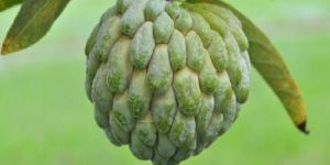 Fresh Custard Apple