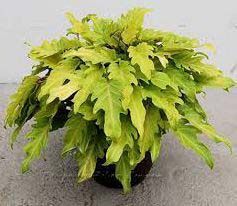 Golden Xanadu Plant