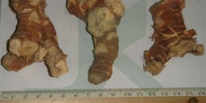 ALPINIA GALANGA (Galangal Root)