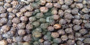 Black Pepper