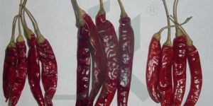 CAPSICUM ANNUUM (Chilly Red)