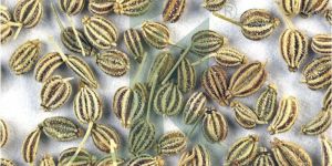 Carom Seed