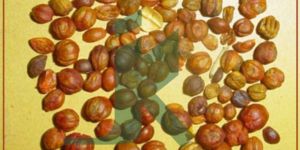 CELASTRUS PANICULATA (Black Oil Seeds)