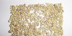 CORIANDER Coriandrum Sativum