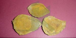 CURCUMA AROMATICA (Turmeric Root Wild)