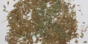 DAUCUS CAROTA (Carrot Seeds)