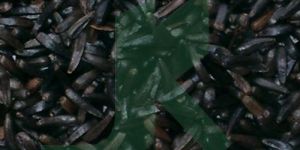 GUIZOJIA ABYSSYNICA (Niger Seed)