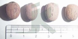 NELUMBIUM NUCIFERA (Lotus Seed without Shell)