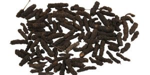 PIPER LONGUM ROOT (Long Pepper Fruit)