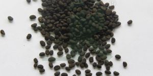 PSORALEA CORYLIFOLIA (Psoralea Semen)