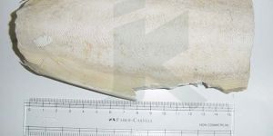 SEPIAE OS (Cuttle Fish Bone)